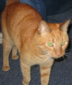 Tom