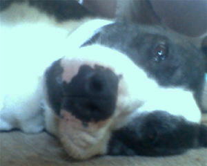 Dutchess