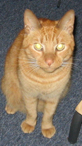 Jerry