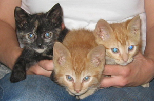 Kittens