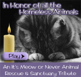 Homeless Animals